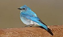 大鸟和小鸟_700字