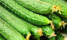 黄瓜的自述_700字