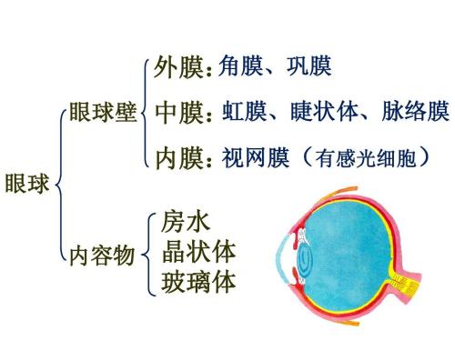 第一个案例成分：墙_900字