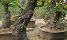 初一状物作文：故乡的柿子树_500字