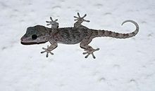 单元作文：壁虎_450字