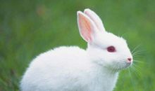 单元作文：我最喜欢的小白兔_450字