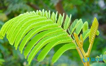 mimosa _300字