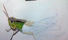 单元作文：捉蚱蜢_450字