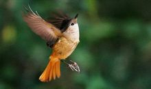 [超新星初中组]一只渴望自由的小鸟_600字