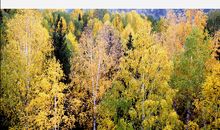 秋天的童话_650字