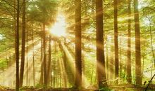 美丽的森林_250字