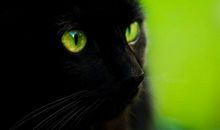 [超新星初中组]黑猫的眼睛_1000字