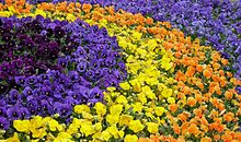 [超新星初中组]三色堇_600字