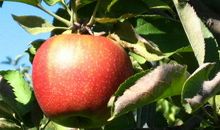 [超新星初中组]摘苹果袋_650字