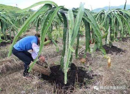 两年后，连接白连镇和洪山市的道路成功开幕。正如刘志军所说，“糖葫芦效应”带来了庆丰镇的发展，三个城镇形成了一个红色的旅游线。但我仍然可以听到刘朝林的声音：“这一天是好的，每天吃肉和喝汤，吃我的大肚子。那个母亲的刘志军，老子不动，你是另一个给我整个想法，减少我的肚子。“