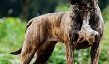 天下第一绿毛龟与它的主人