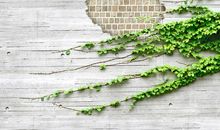 爬山虎的启示_650字