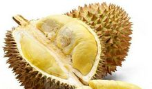 水果之榴莲_400字