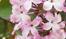 我的美丽梦_750字