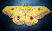 从飞蛾中得到的启示_800字