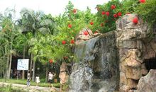 美丽的澄海千树园_650字