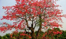 校园的木棉树_300字