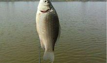 钓鱼钓出的道理_700字