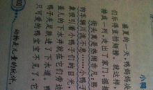 单元作文：小鸭子_900字