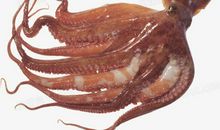 单元作文：章鱼_700字