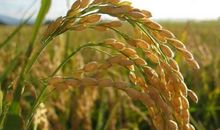 稻子的一生_800字