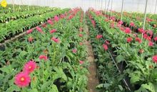 原来如此_1000字