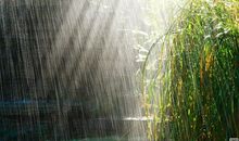 关于雨的作文：雨天_1000字