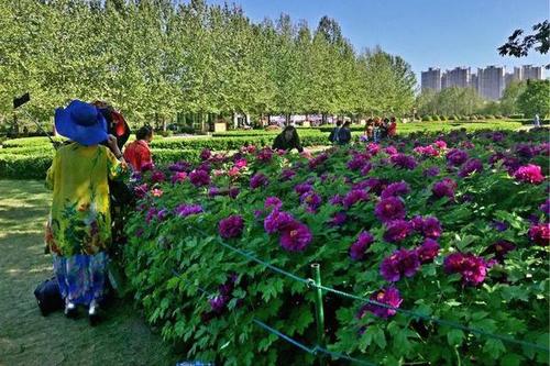 洛阳隋唐植物园_400字