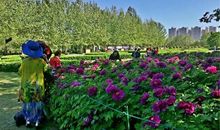 洛阳的隋唐植物园_400字