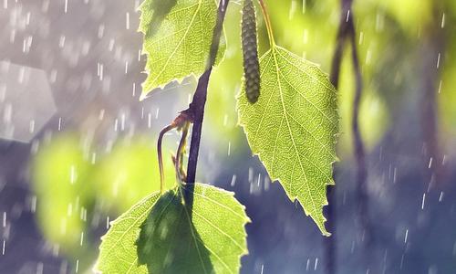 雨淋的组成：悄然水下_500字