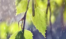 关于雨的作文：雨静静地下_500字