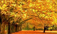 品味秋天_1200字