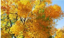 我们去秋游_650字