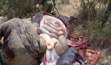 东非大裂谷_2000字