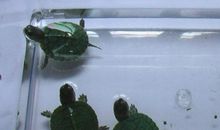 小乌龟出逃记_1500字