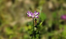 春天的花香_800字