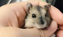 我的家的仓鼠_250字