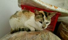 我家的小猫_500字