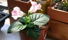 待到花谢时_550字