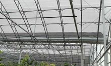 温室里的孤单_500字