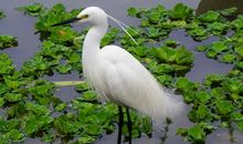 我是人形的鸟_800字