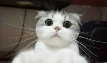 童年·猫·剪胡子_550字