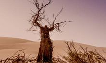 最后一棵树_500字