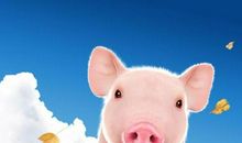 自以为是的小猪_300字