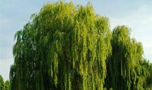 四季的柳树_3000字