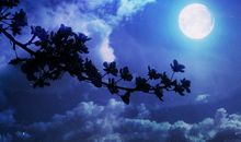 美丽的夜晚_900字