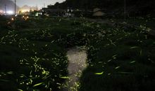 乡村的夏夜_600字