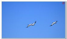 看图写话——大雁南飞_200字