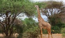 我和我的长颈鹿朋友_900字